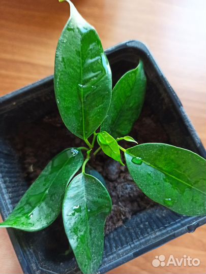 Фикус бенджамина