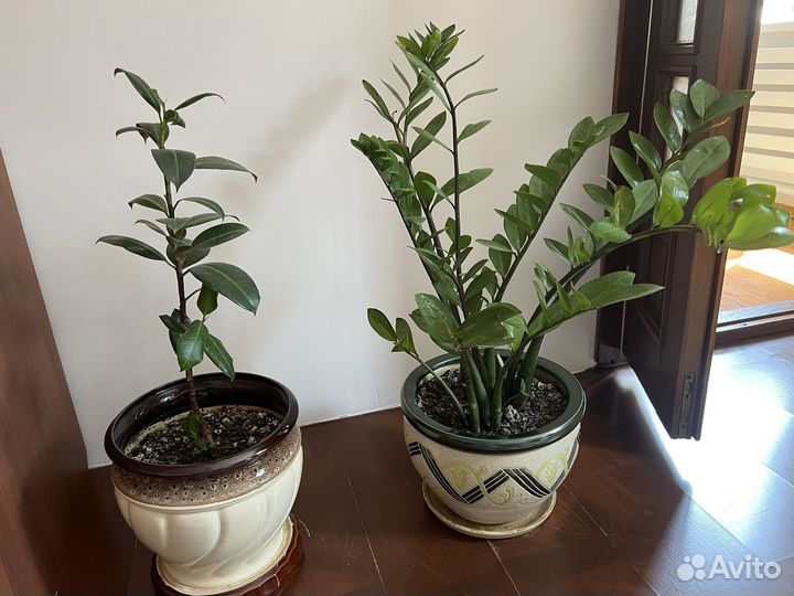 Комнатные цветы