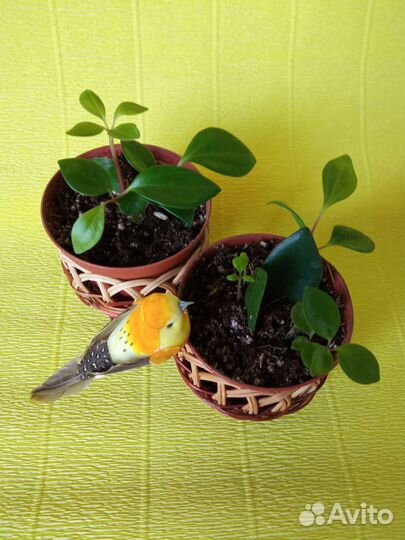 Комнатные растения