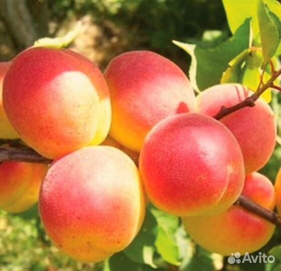 Саженцы Абрикоса краснощёкий