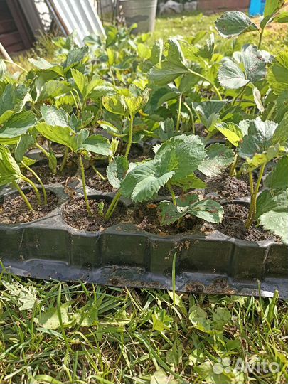 Рассада клубники