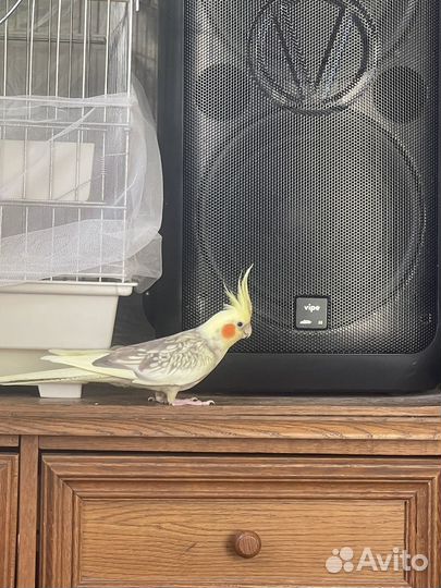 Попугай корелла с клеткой