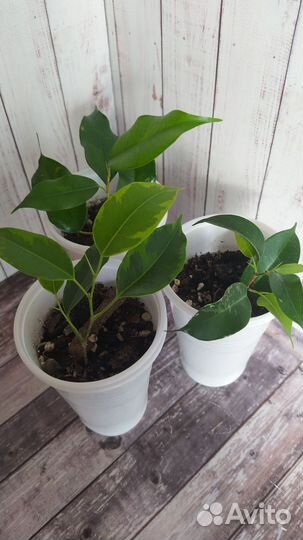 Фикус (набором)