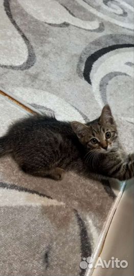 Кошка в дар