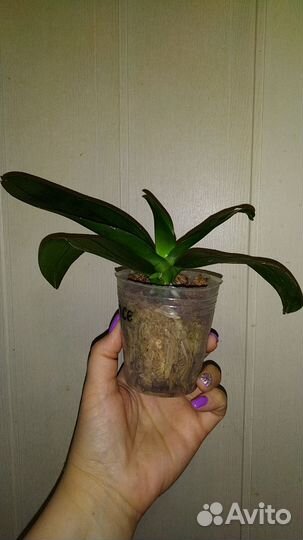 Орхидея фаленопсис Fragrance бронь