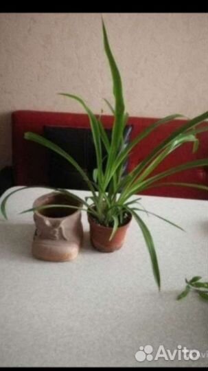 Каланхоэ лечебное и другие цветы