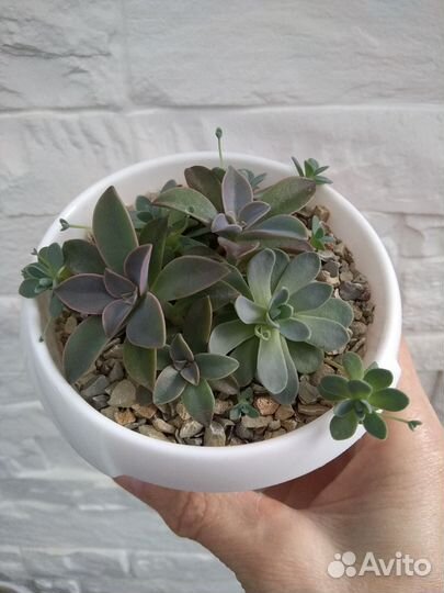 Композиции из суккулентов