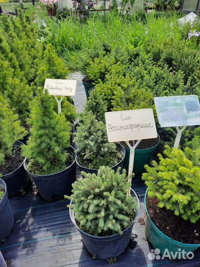 Ель Карел,Эхиниформис,Рейнбоуз энд,Коника,Глаука