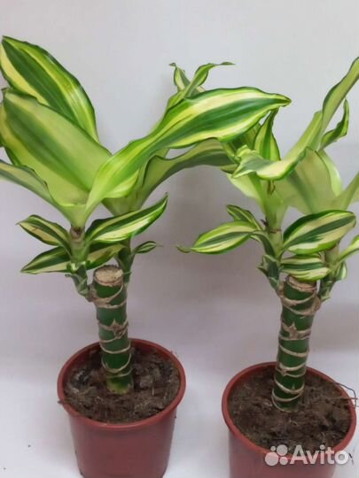 Драцена фрагранс Yellow Coast