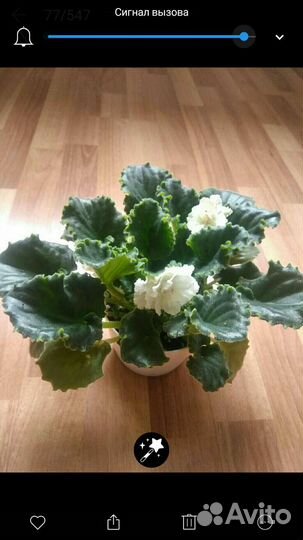 Фиалка в горшке, пересадки не требует