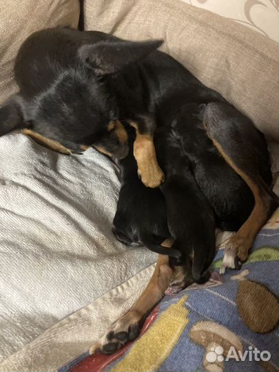 Русский той-терьер