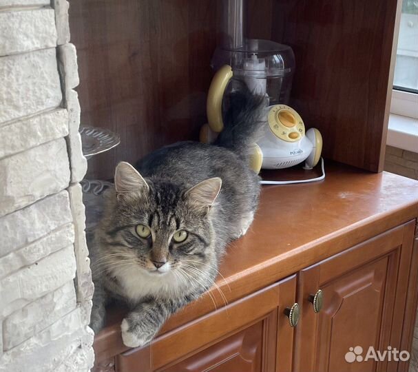 Котик ищет дом