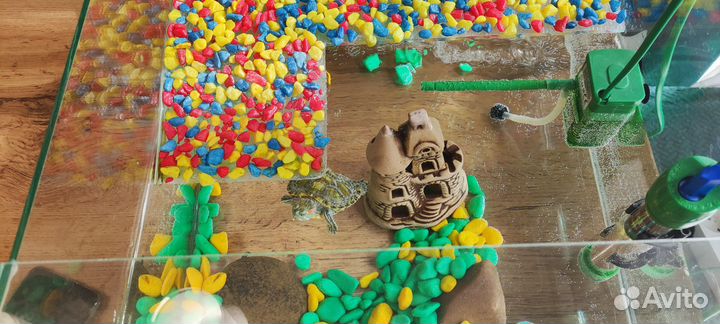 Продам черепашку с аквариумом