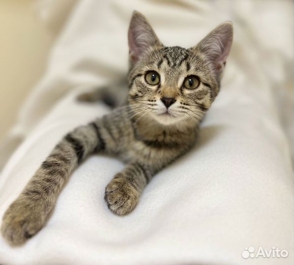 Котята в дар бесплатно