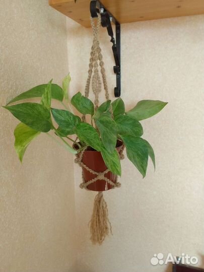 Эпипремнумы, филодендроны и др. ароидные