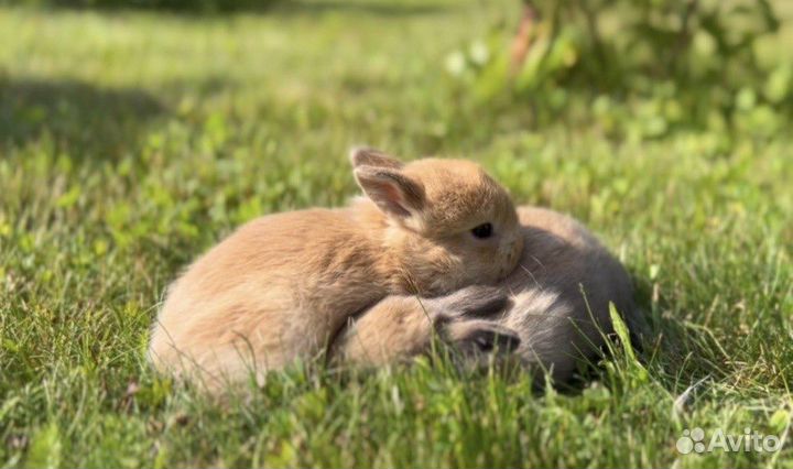 Декоративные Карликовые Кролики Самые Красивые