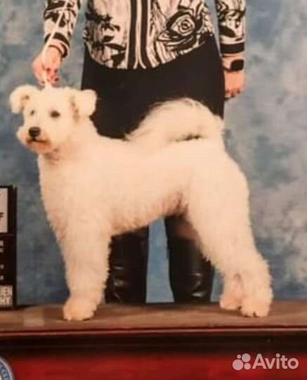 Пуми - Национальное достояние Венгрии