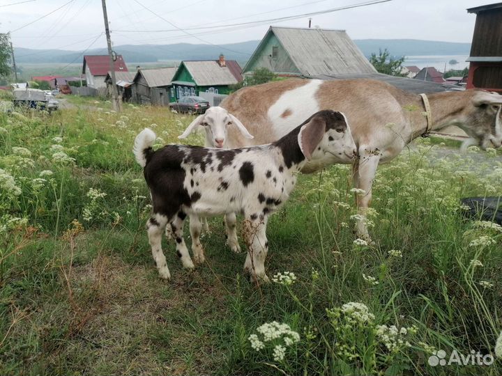 Козлик на племя