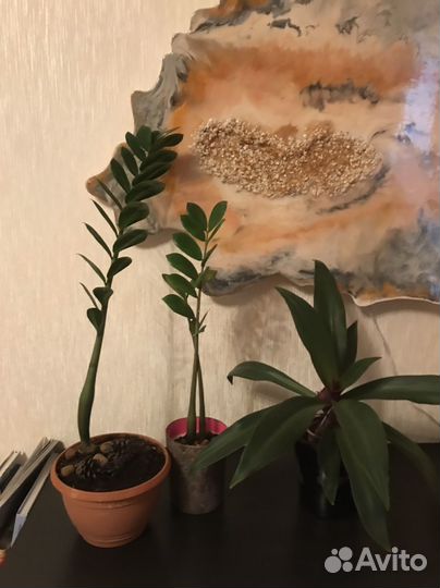 Замиокулькас