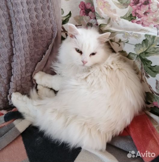 Турецкая ангора