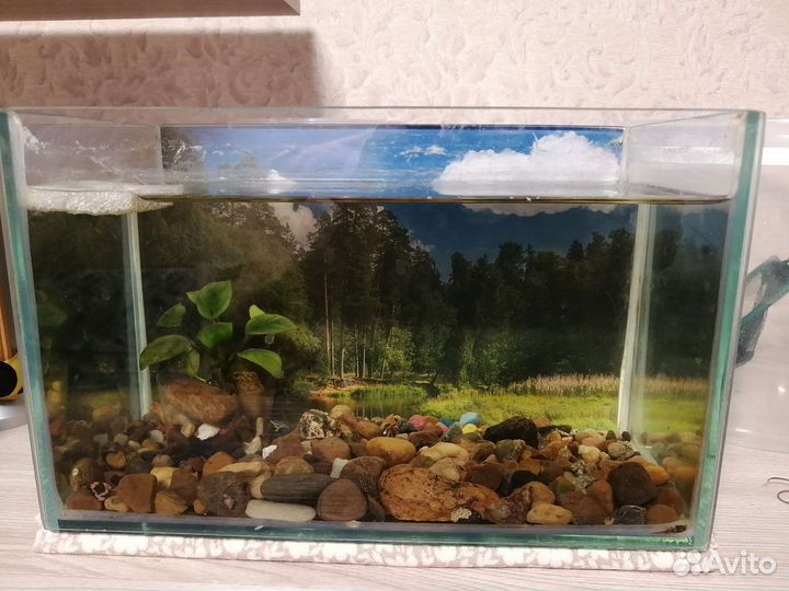 Аквариум на 5 литров отсадной