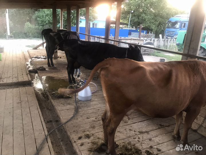 Продается дойные коровы