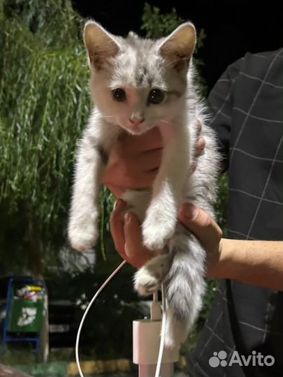 Кошка в дар