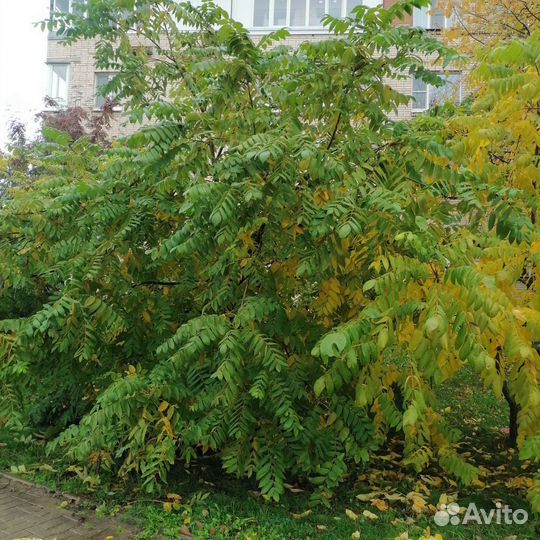 Орех сердцевидный саженцы