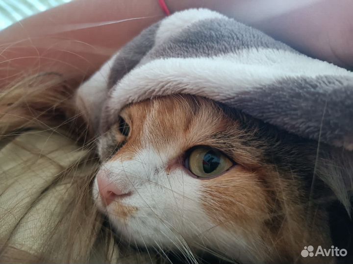 Передержка кошек