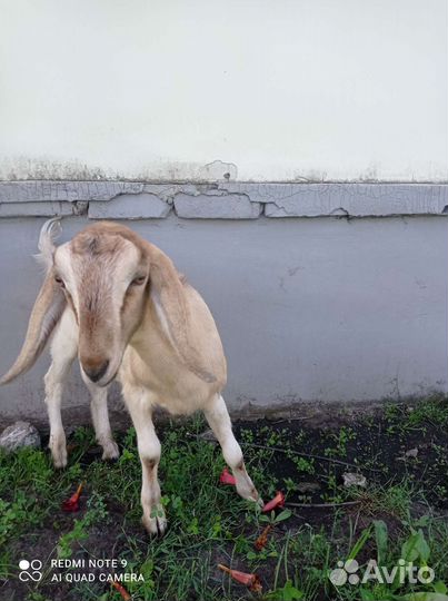 Козлята Гулаби, Камори Вязка, Альпийская