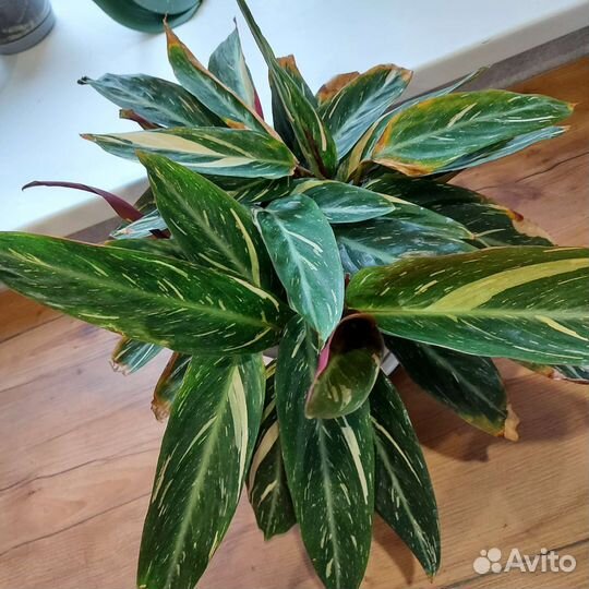 Строманта триколор