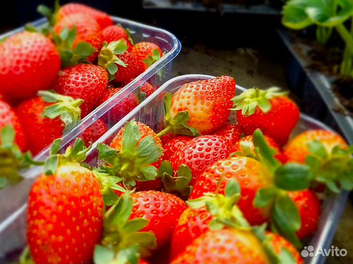 Рассада клубники. Элитные сорта оптом