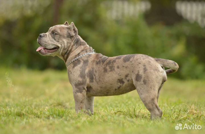 Американский булли покет