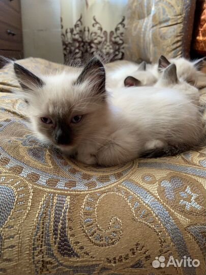 Котята рэгдолл девочки