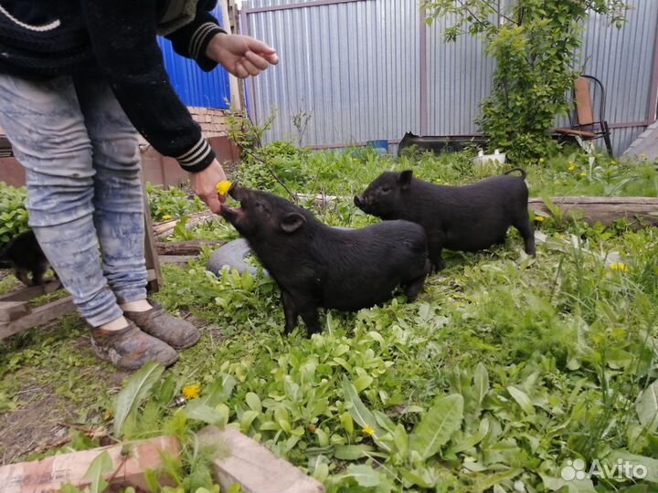 Вьетнамский вислобрюхий хряк и свинка