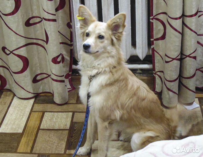 Майя - стерилизованная собачка в дар