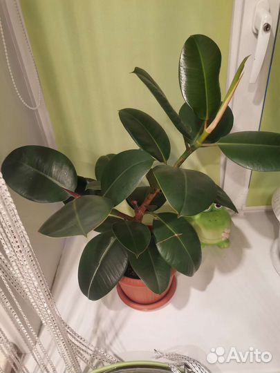 Комнатные цветы