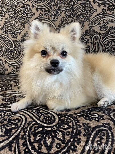 Померанский шпиц