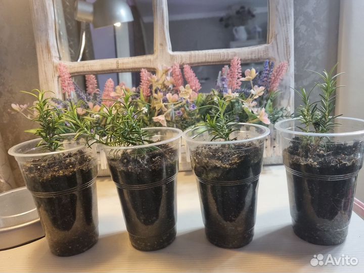 Продам розмарин