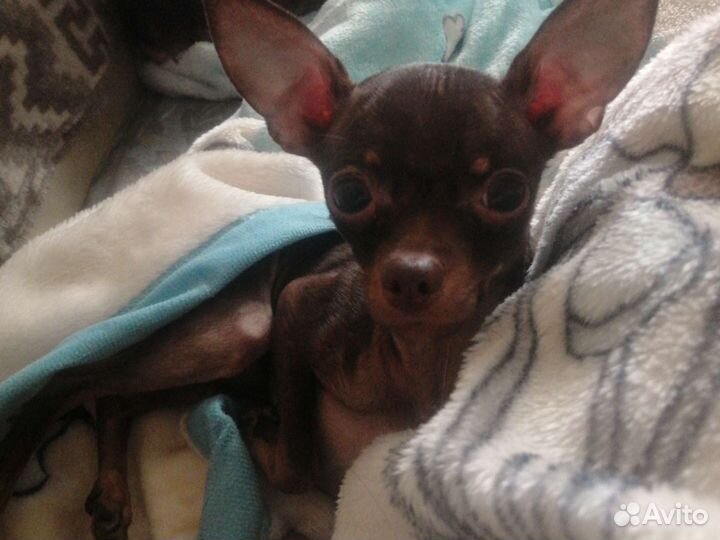 Той-терьер, вязка