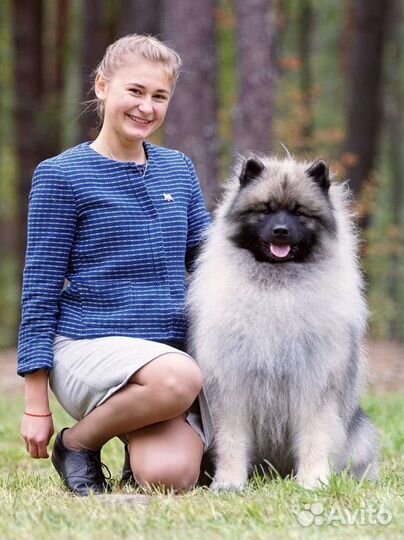 Хендлер, подготовка и показ собак на выставке