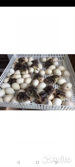 Инкубационное яйцо, Индюшата, цыплята