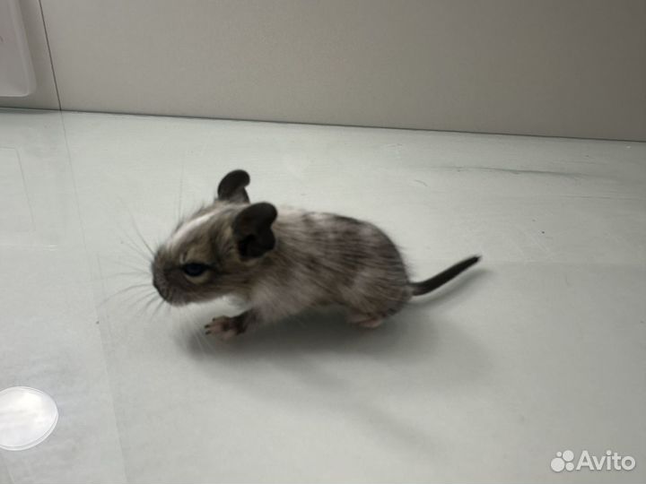 Чилийская белка дегу