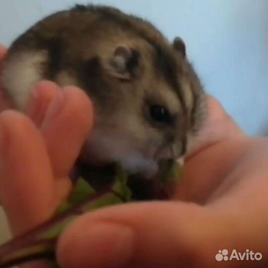 Хомячки разных окрасов