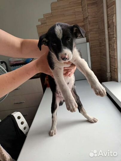 Щеночки 3,5 месяца в добрые руки