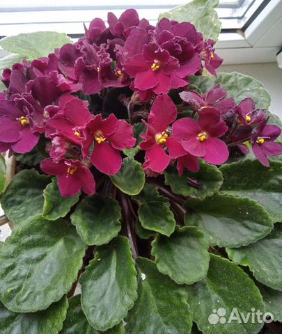 Фиалка в горшках