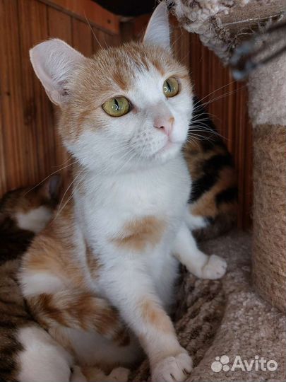 Кошка 2 года