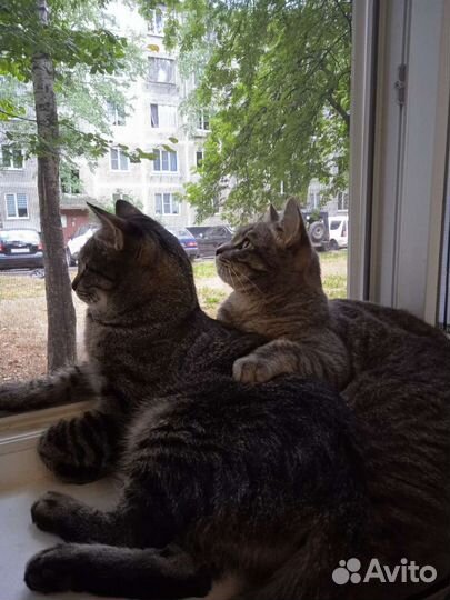 Передержка котов кошек