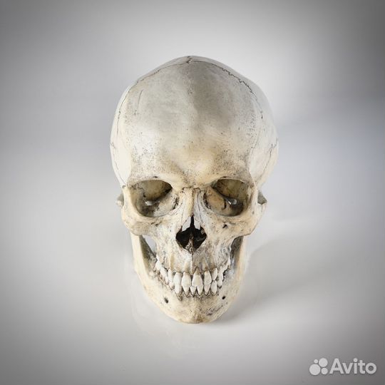 Модель черепа человека