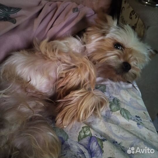 Йоркширский терьер